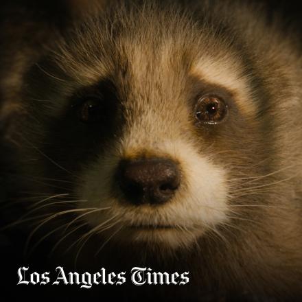 A baby raccoons face, with the LA Time logo in the bottom left.