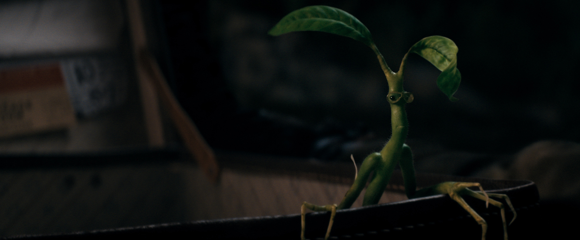 Pickett the bowtruckle sits in Newt's briefcase, with some flying goggles on