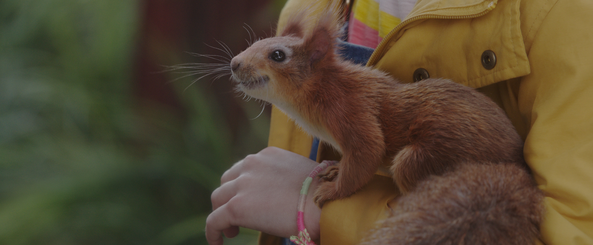 A red squirrel sits on the arm and hand of a young girl wearing a yellow raincoat