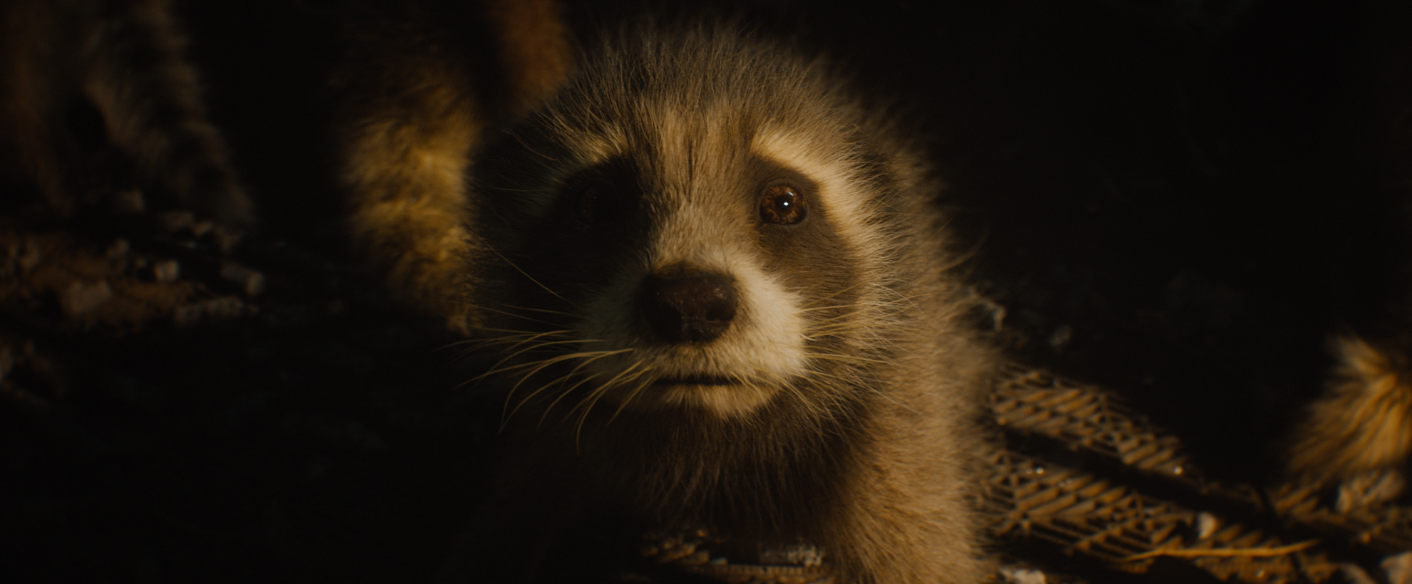 Baby Rocket raccoon in Guardians of the Galaxy 3