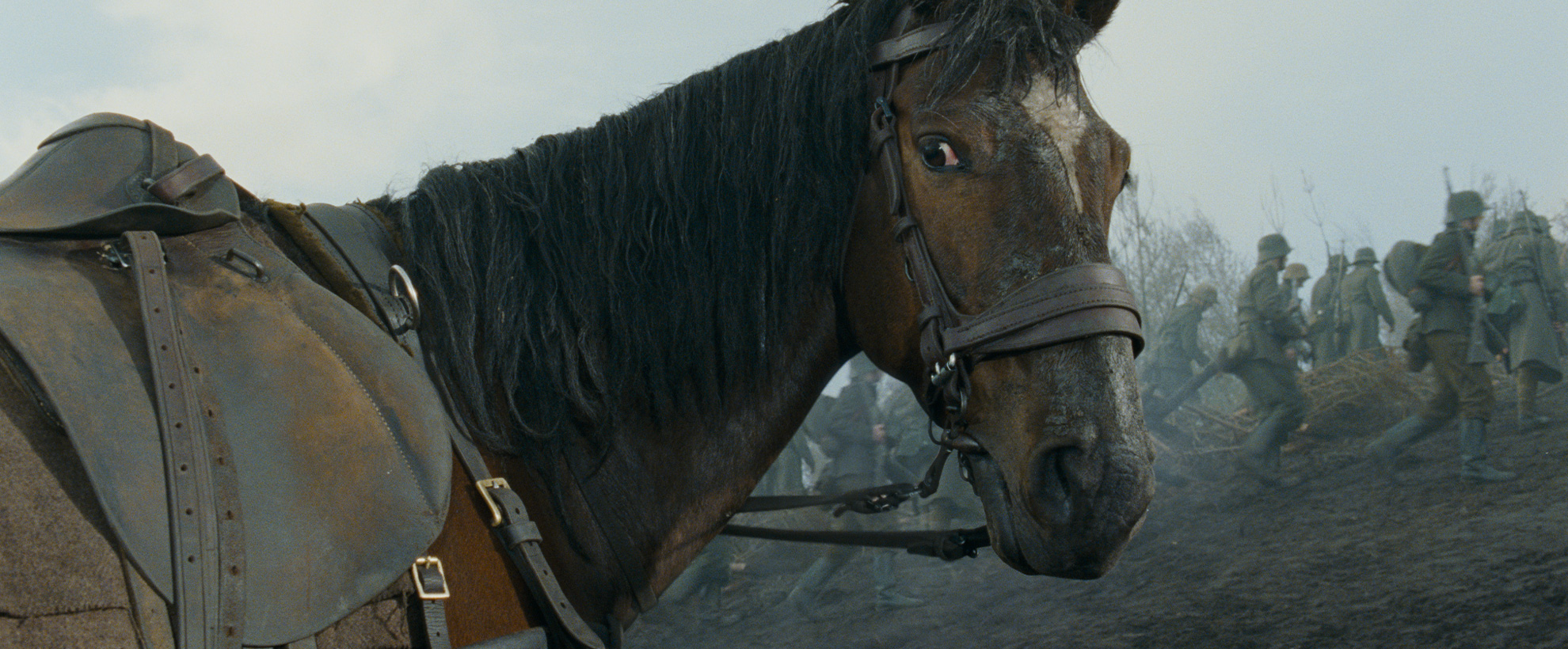 A brown military horse on a battlefield