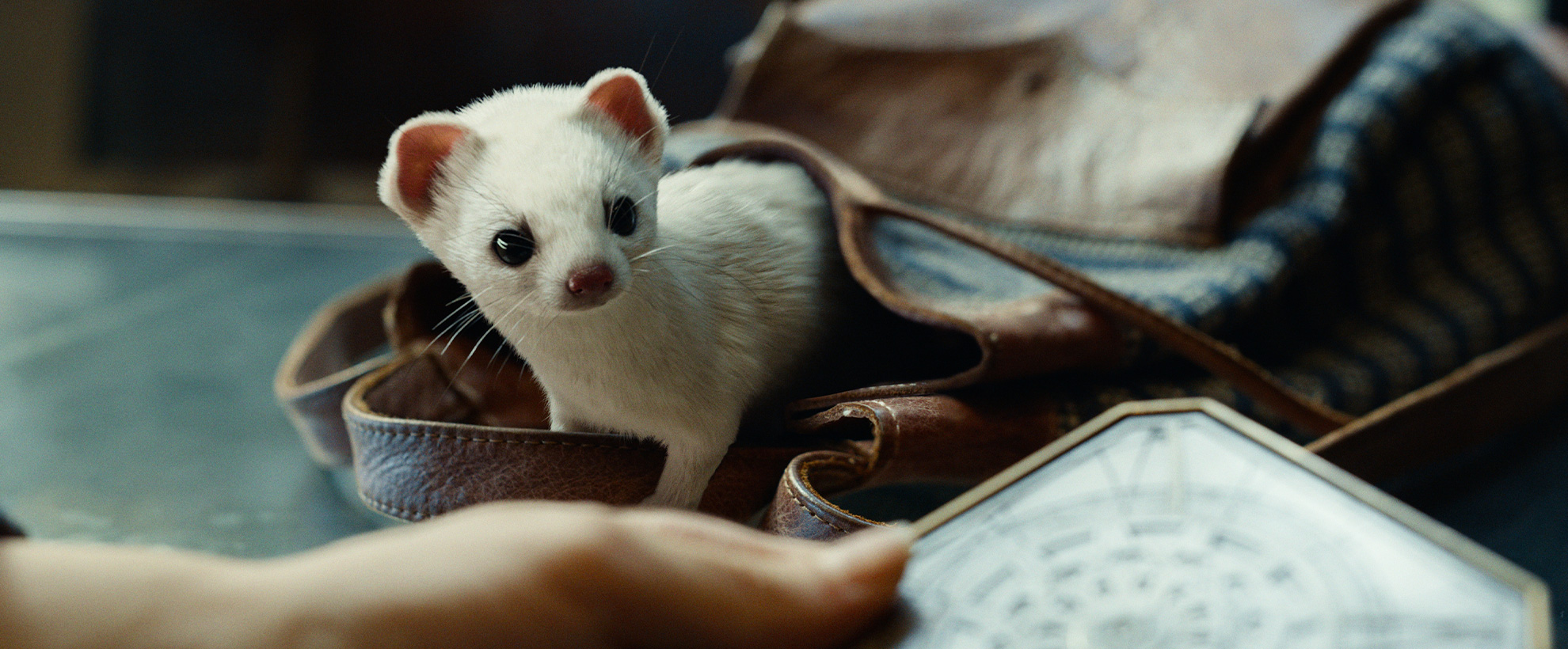A small white ferret pokes its head out of a brown leather bag