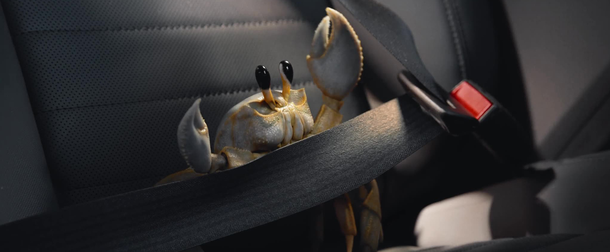 a small crab in the back seat of a car, strapped in with a seatbelt and pressed against the seat by G force as the car moves forwards.