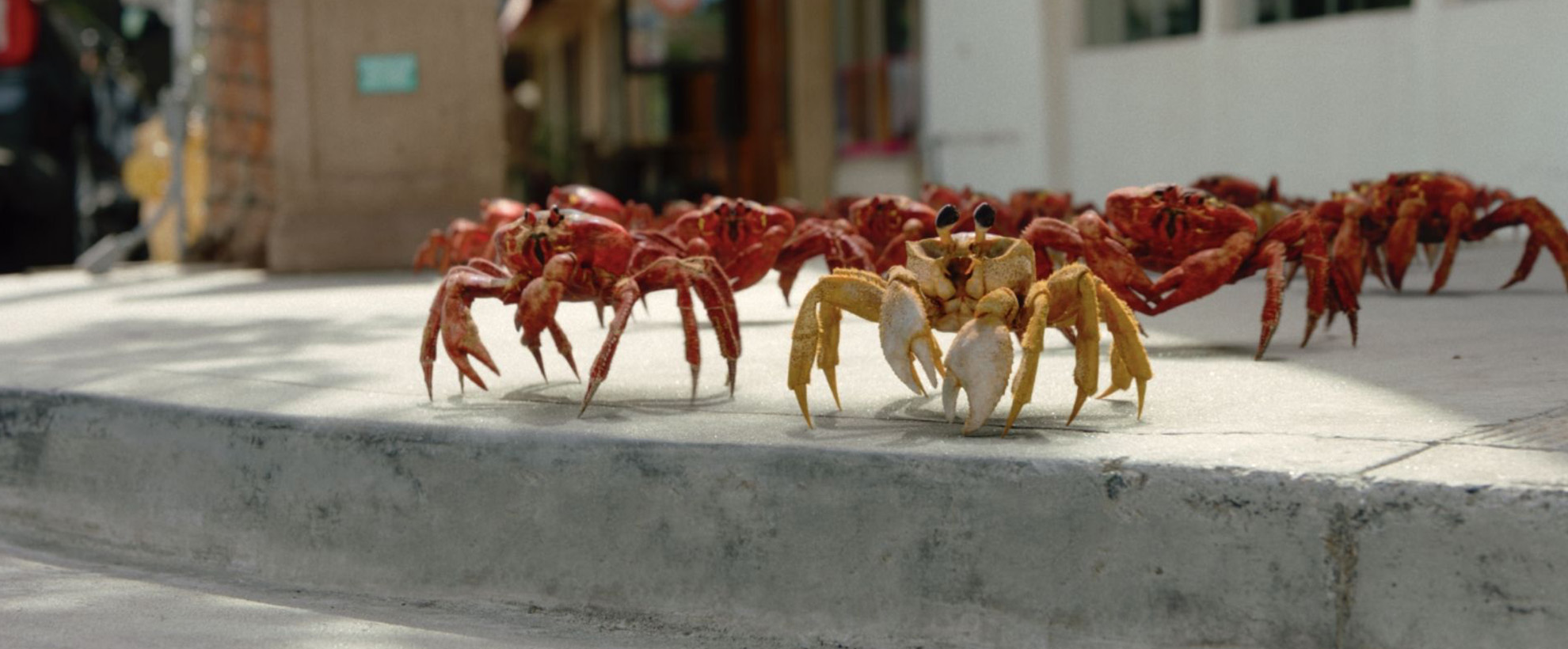 A group of orange crabs on the sidewalk