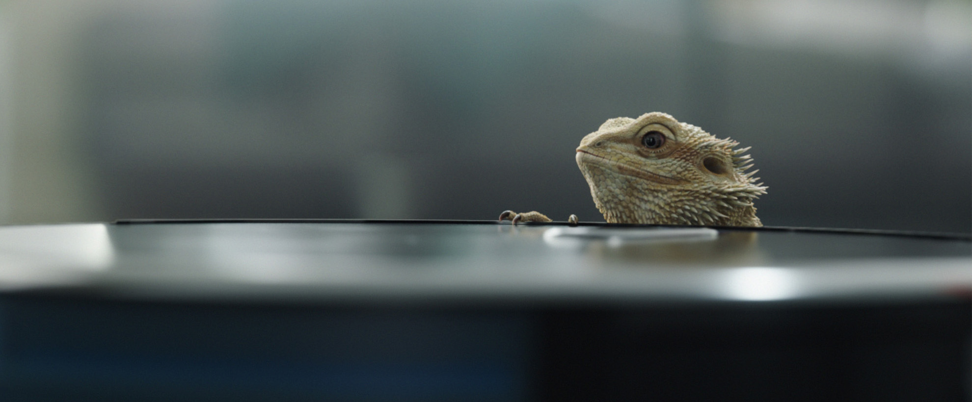 A lizard peers over a countertop