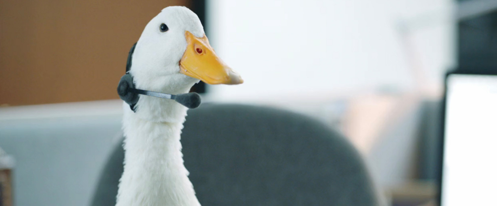 A white duck with a yellow beak wears a phone head set