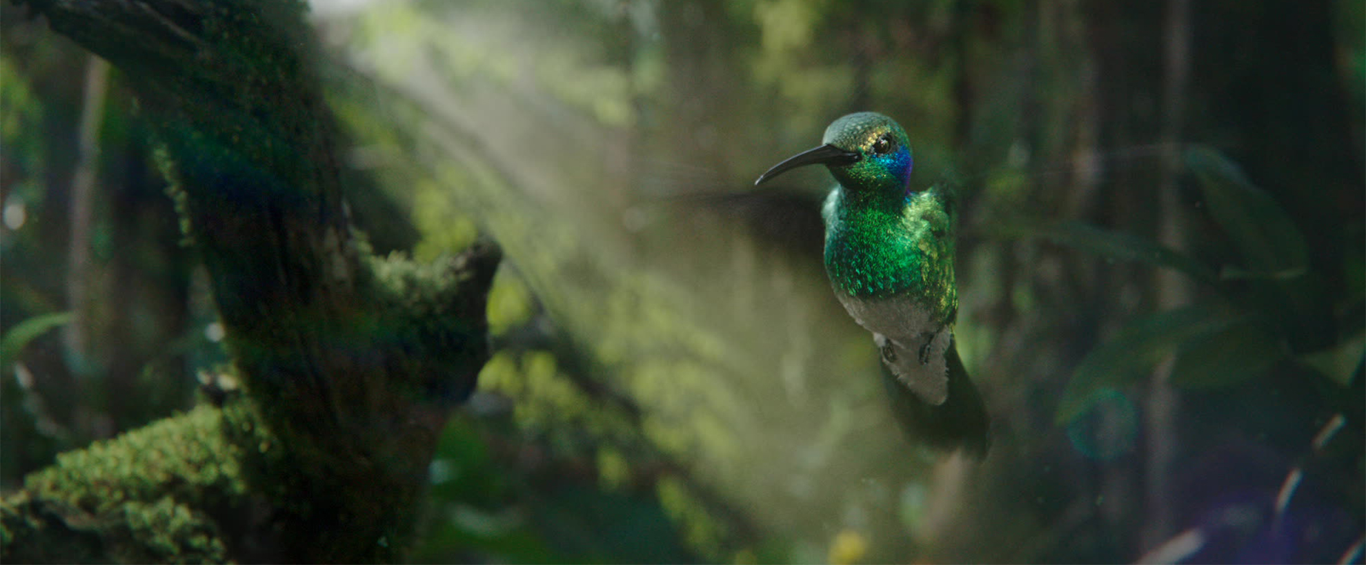 Hummingbird and a tree