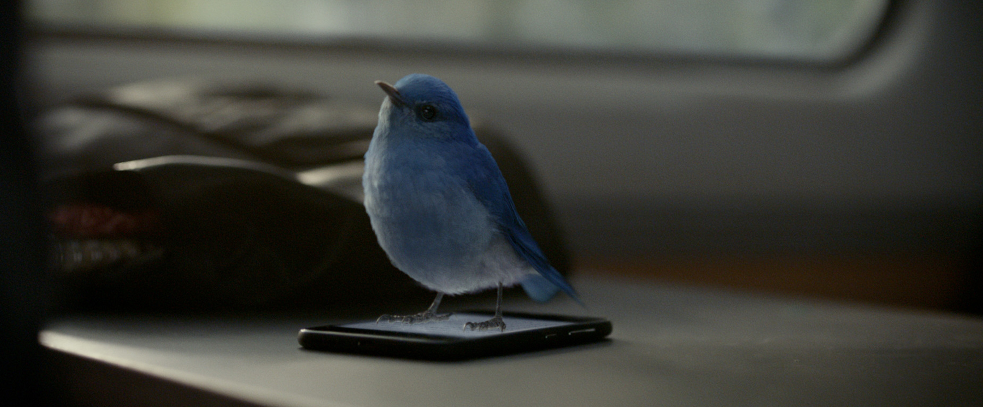 A blue bird stands on a smartphone