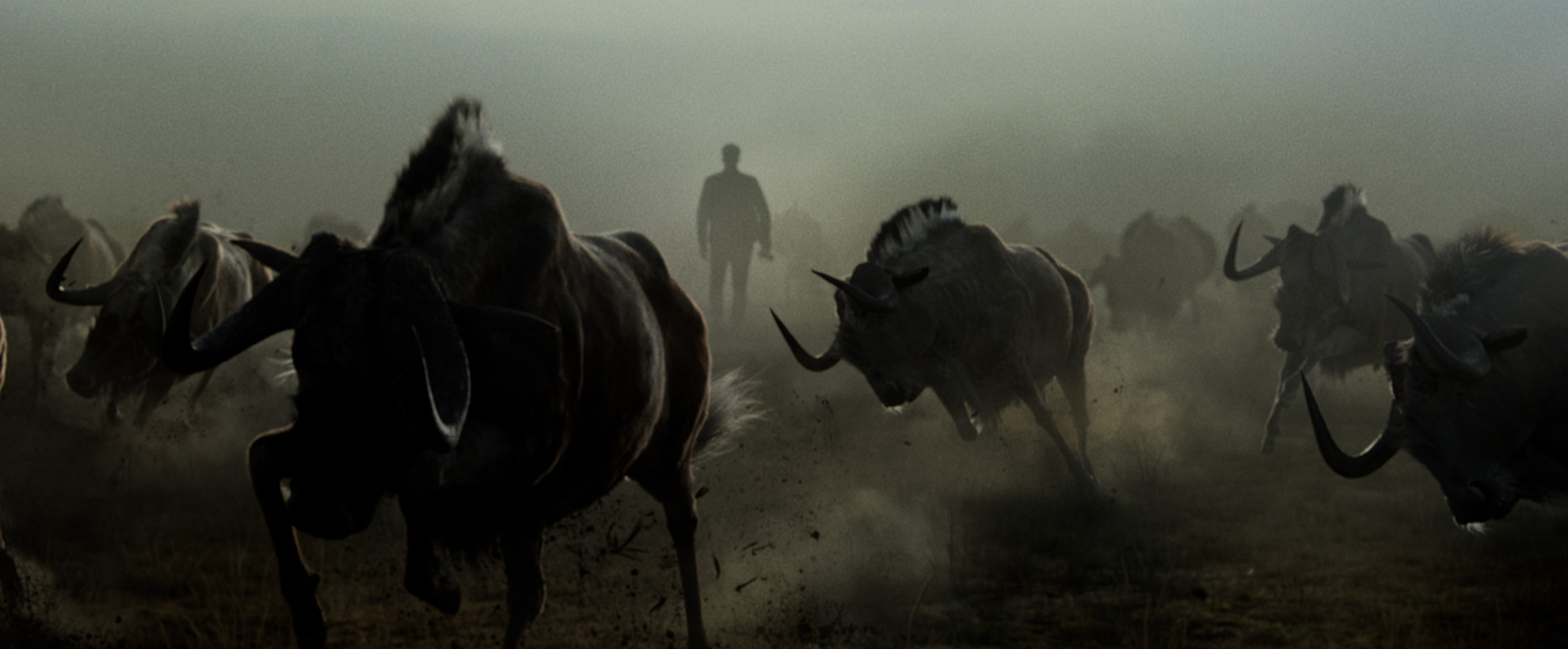 A heard of buffalo run while you can see the silhouette of a man is seen in the background