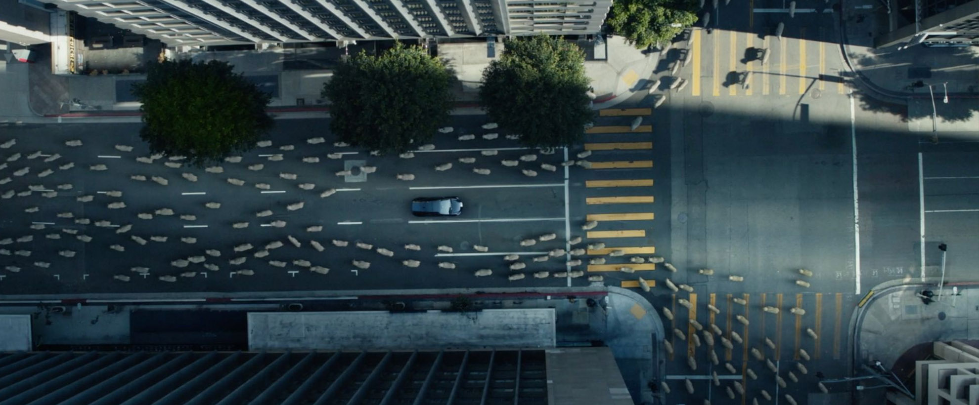 A Prius drives through a city where there is a herd of sheep in the street