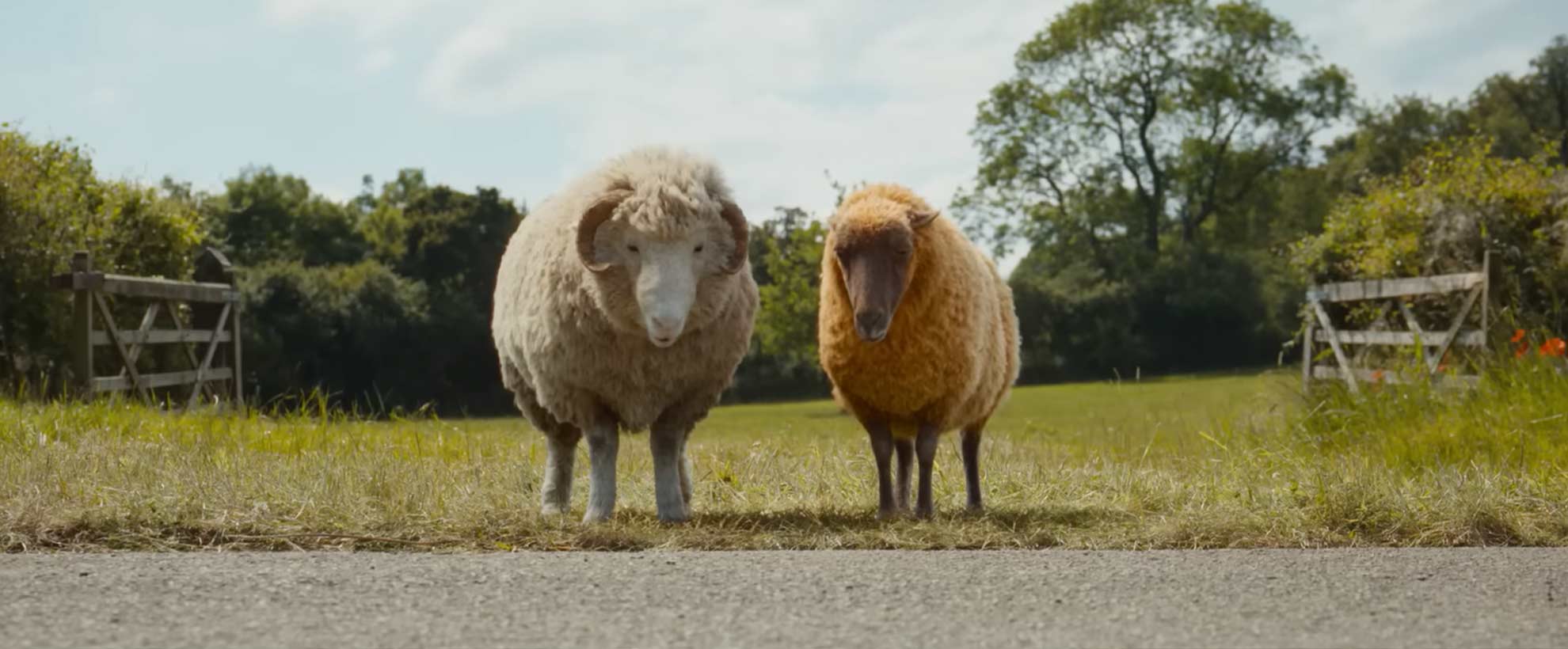 Mopple and Lily, two CGI animated sheep, stare at the edge of a road, uncertain if they can walk on it