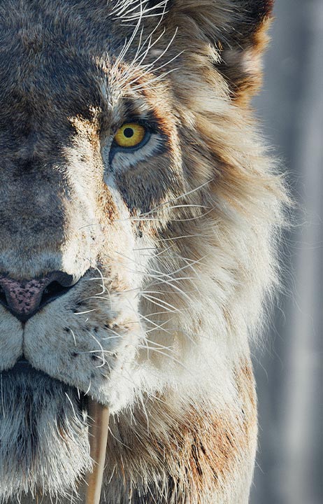 A CGI sabre tooth cat from Prehistoric Planet: Ice Age