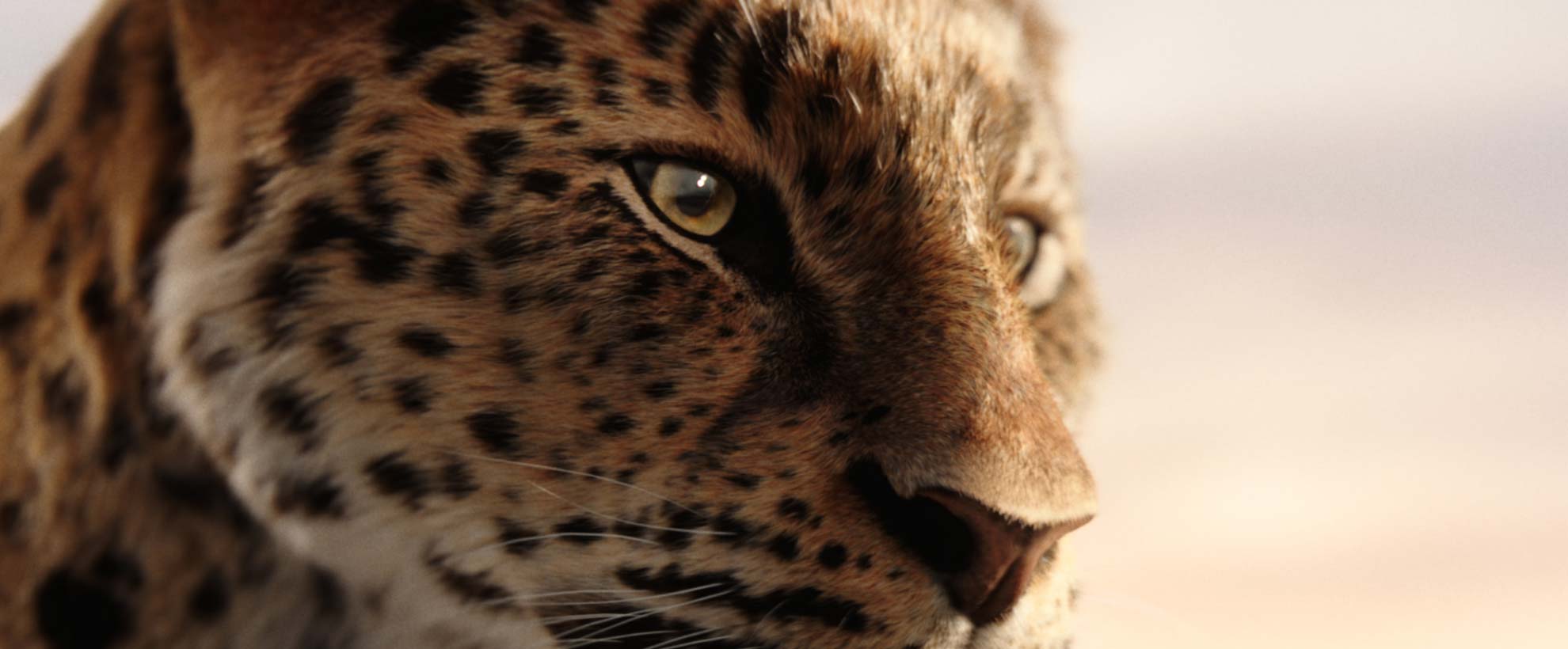 A CGI leopard 