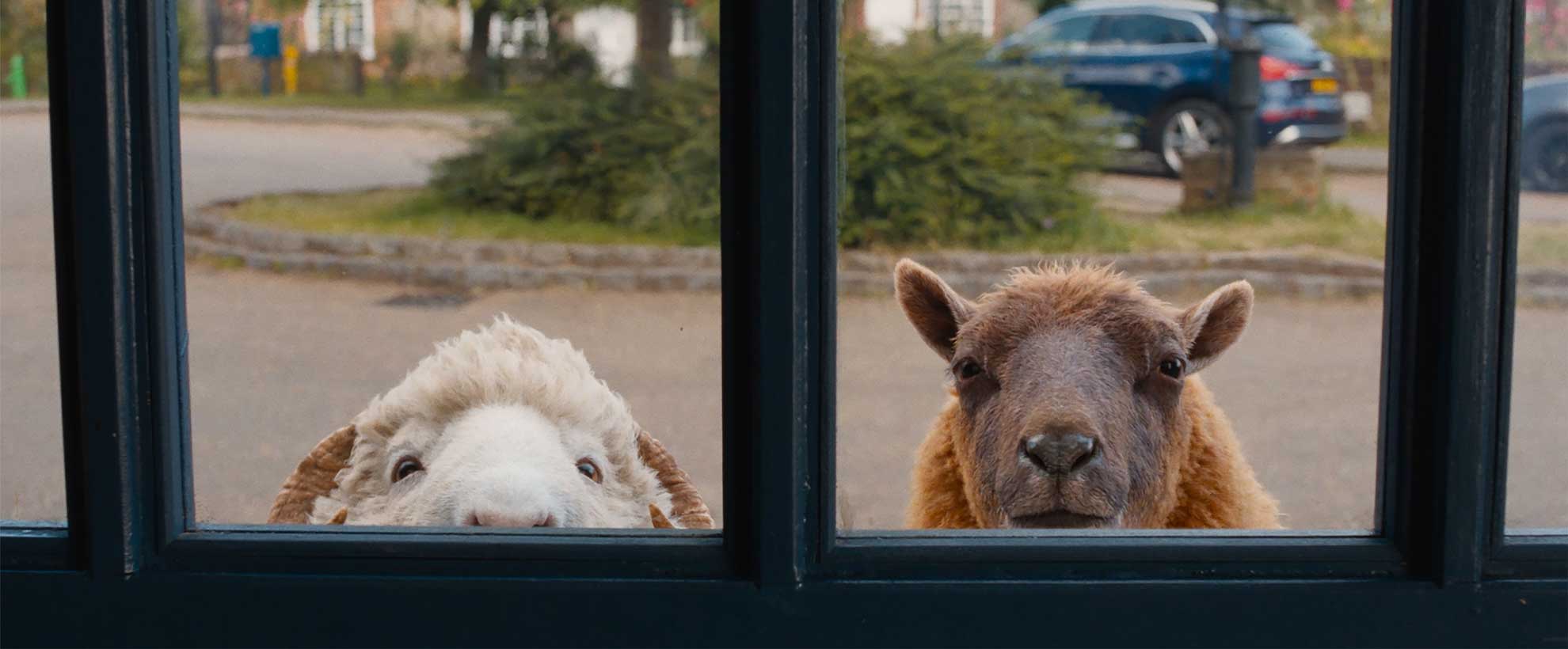 Mopple and Lily, two CGI animated sheep, stare through a window into a house