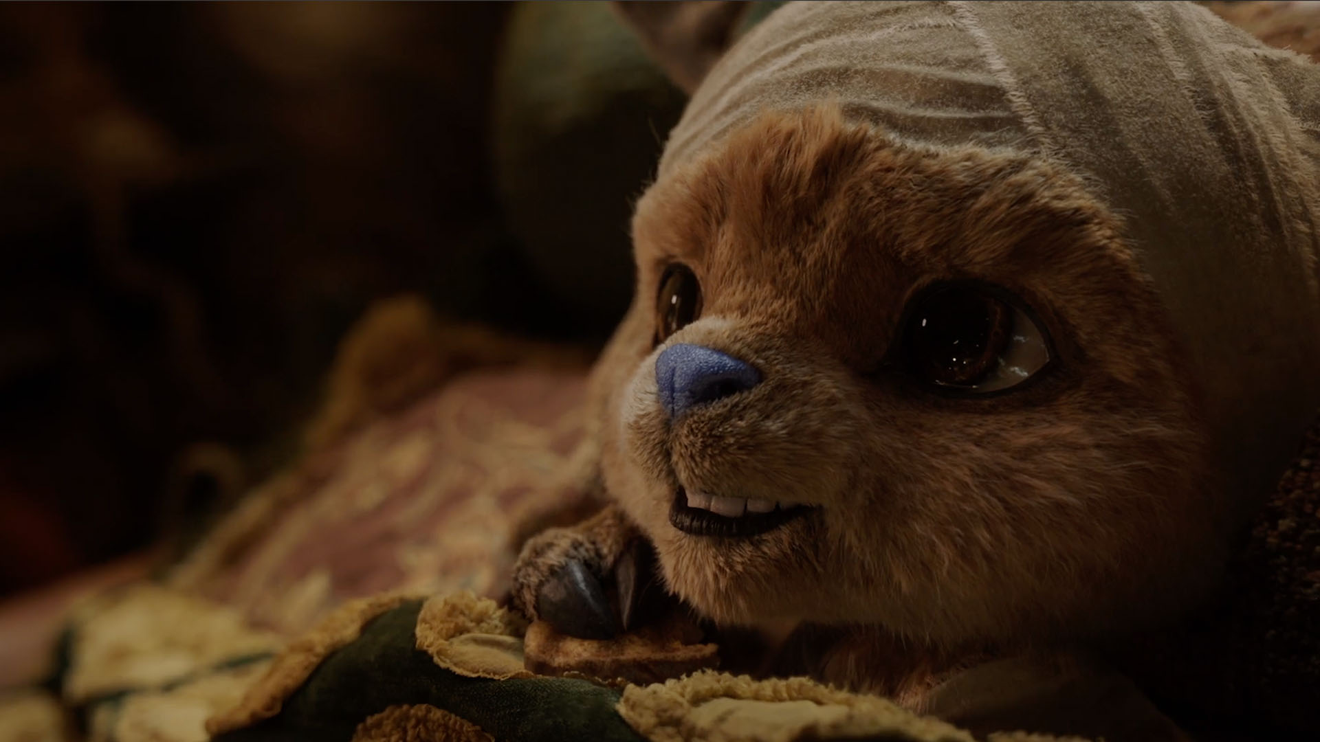CG Chopper lying in bed with a bandage on his head
