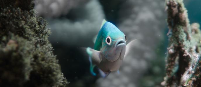 close up shot of a bright blue fish in between bleached coral