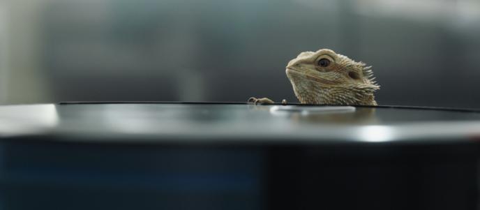 jeff the pet beadered dragon poking its head above a chair