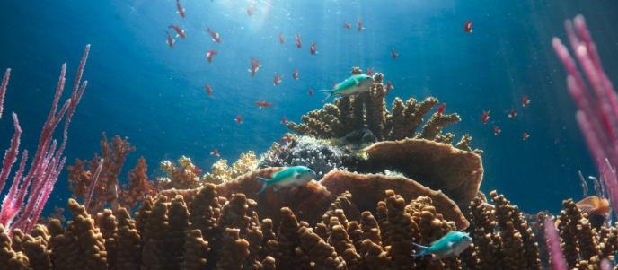 fish swimming amongst vibrant coral and sea sponges
