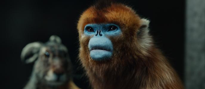 A golden monkey with a blue face, with a hare in the background