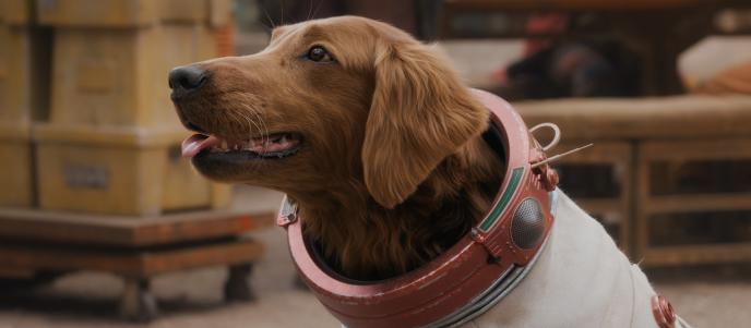 Cosmo, a rust-coloured Labrador dog in a space suit