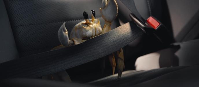 A small crab belted into the backseat of a car