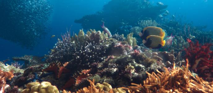 Two yellow and blue fish in a coral reef with a school of smaller fish on the left.