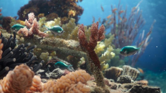fish swimming amongst vibrant coral