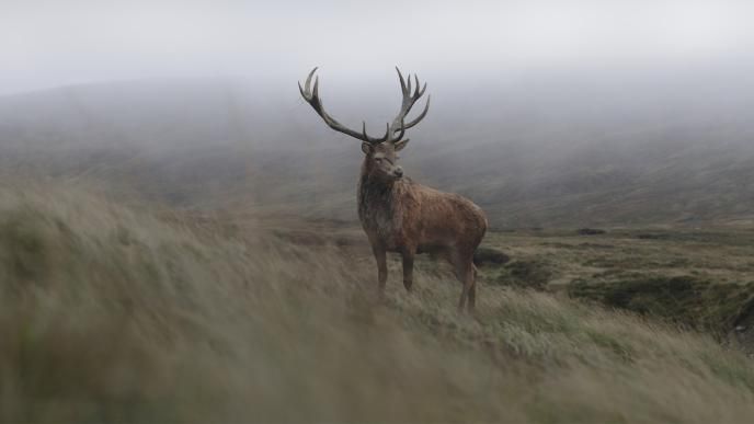 A CG stag created for The Crown S4