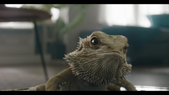 close up shot of jeff the pet bearded dragon's face and showcasing the details of the animation