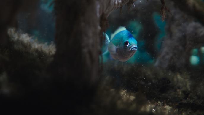 a lonely bright blue fish swimming between bleached coral