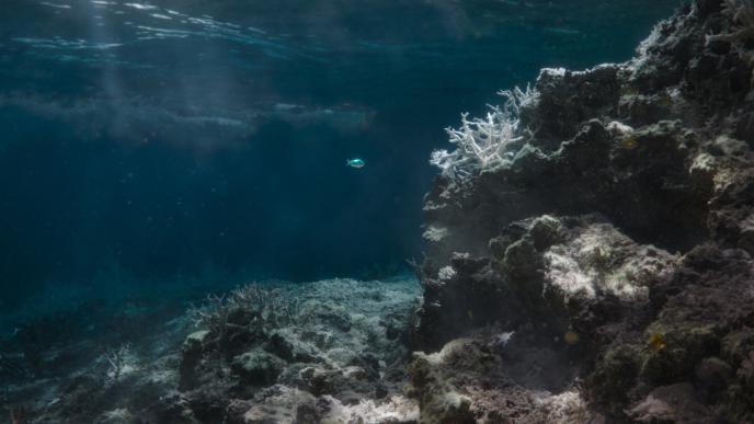 a lonely bright blue fish swimming amongst bleached coral
