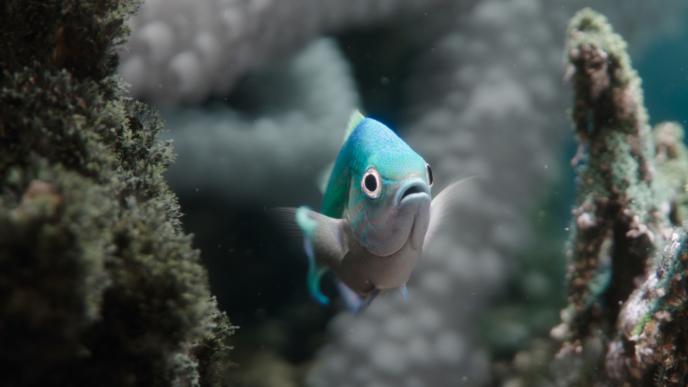 a close up of a light blue fish looking into the camera in between coral