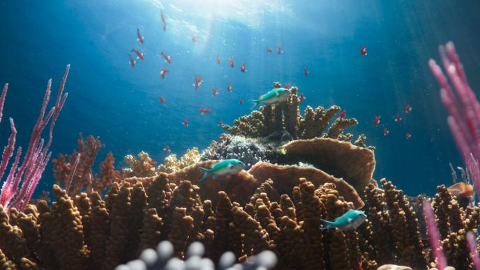 fish swimming amongst vibrant coral and sea sponges