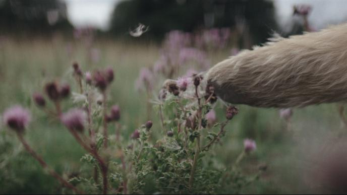 close up of winnie the pooh's arm and paw brushing against purple wildflowers in a green field. there is a piece of fluff floating on the top centre