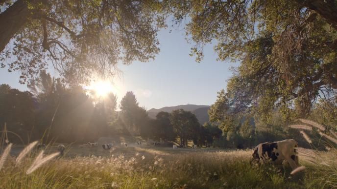cows grazing on a peaceful field as the sun peaks through tree leaves
