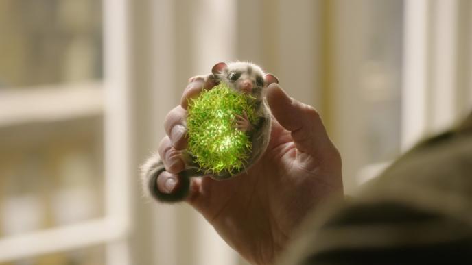 a hand holding mini the sugar glider as it holds onto a glowing acorn