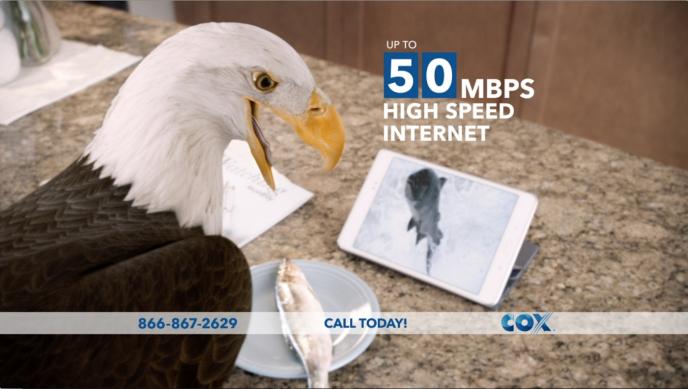 a cg animated eagle opening its mouth in shock sitting at a marble kitchen top. there is a plate that has a dead fish on it and an ipad with a tuna fish on the screen.