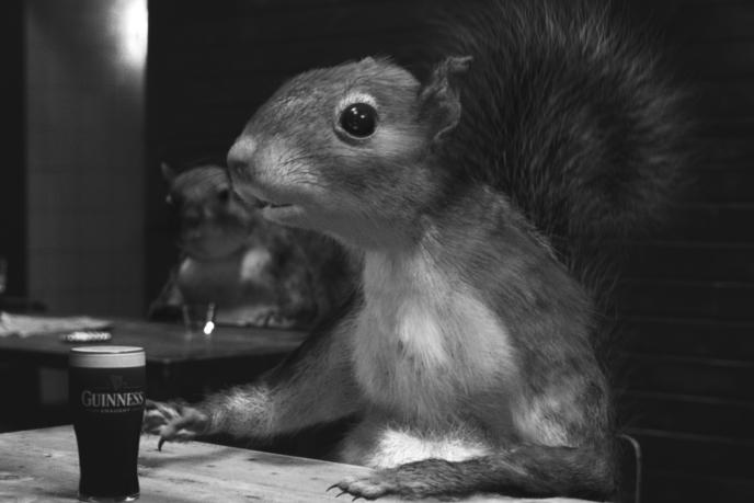 cg animated squirrell sitting at a table with a pint of guinness
