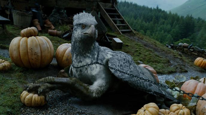 buckbeak the hippogriff chained up, sitting with its claws on a pumpkin in a pumpkin patch next to hagrid's hut.