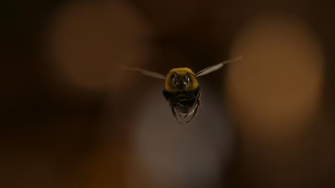 close up of a cg animated photorealistic bee flying mid air looking directly into the camera