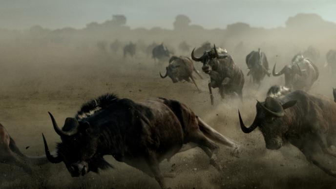 cg animation of a wildebeest stampede
