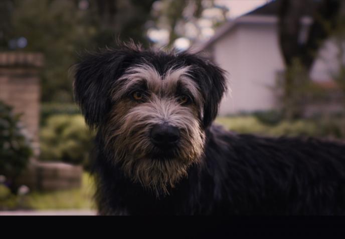 cg animated photorealistic tramp dog