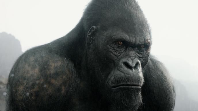 a close up of an ape sternly looking to the right