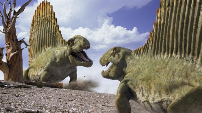 two giant cg animated dimetrodon dinosaurs roaring at each other