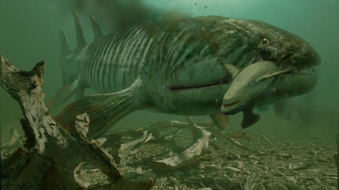 a giant cg animated prehistoric leedsichthys problematicus fish swimming in murky waters with a great white shark in its mouth