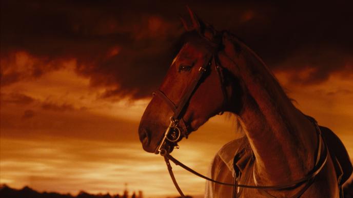 front view of joey the horse from war hose looking to the left to the distance