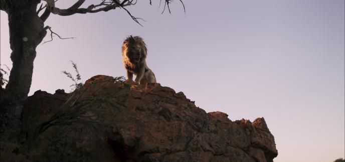 A lion sits on top of a large rock