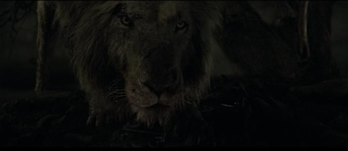 A night-time close up shot of a photoreal lion