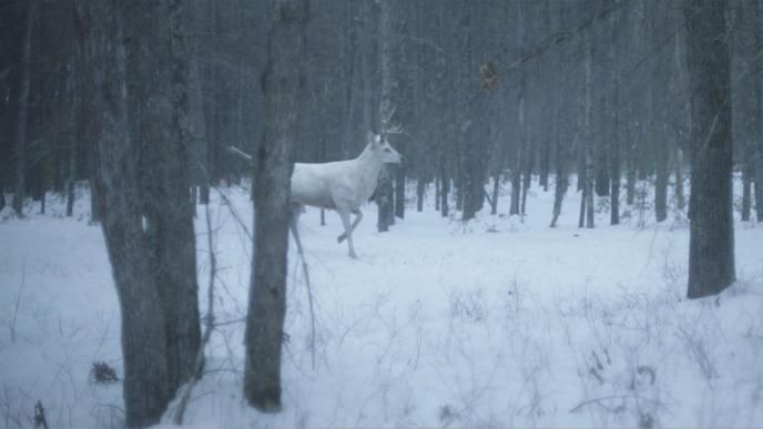 side view of a white reindeer walking through a forest on a bed of snow