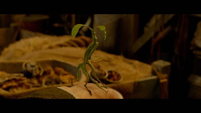 a bowtruckle looking into the camera